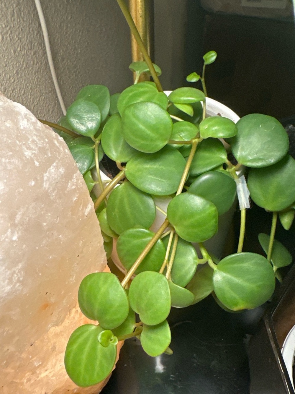 Peperomia Hope FRESH Unrooted Clippings Cuttings Houseplant Starter